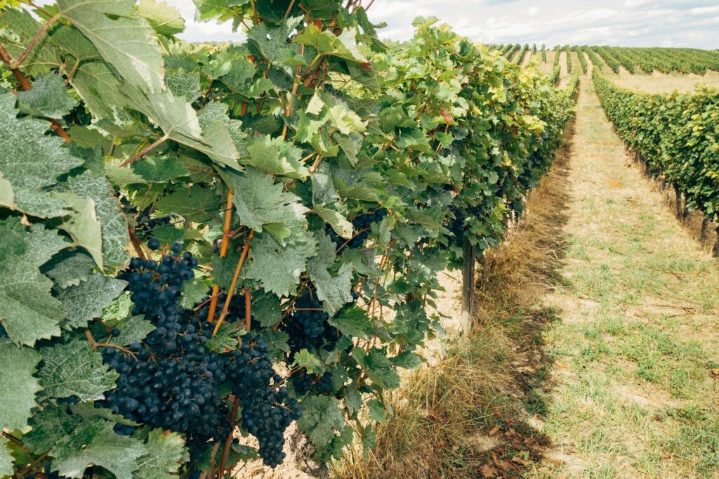 growing grape farm