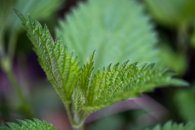 The Ultimate Guide to Natural Remedies for Common Ailments 2026 in 2026