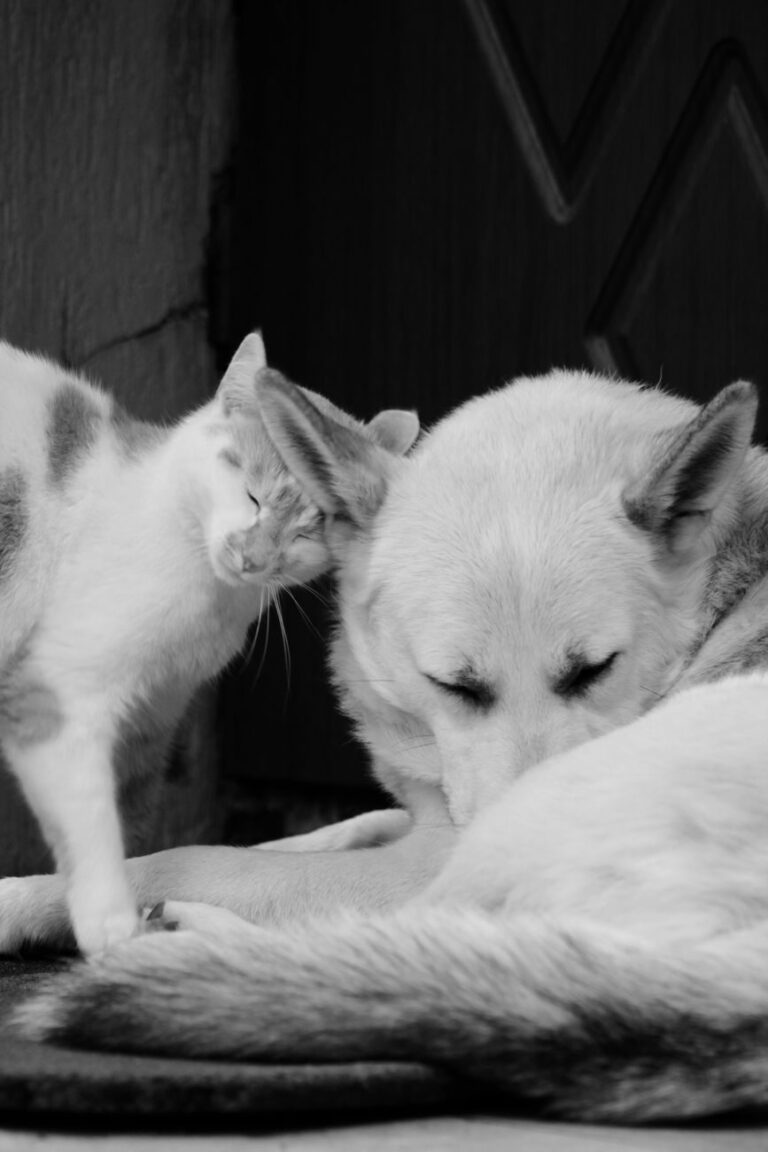 How to Master Cats and dogs are missing meals after a popular smart feeder went down in 2026 [Full Guide]